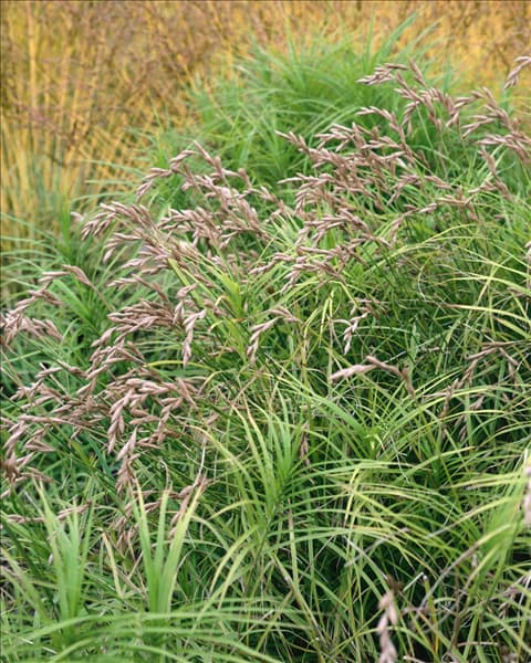 Chasmanthium latifolium