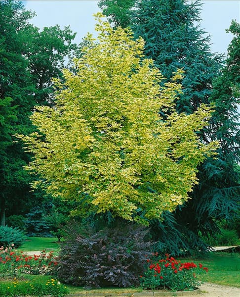 ACER PLATANOIDES DRUMMONDII