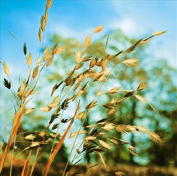 Chasmanthium latifolium