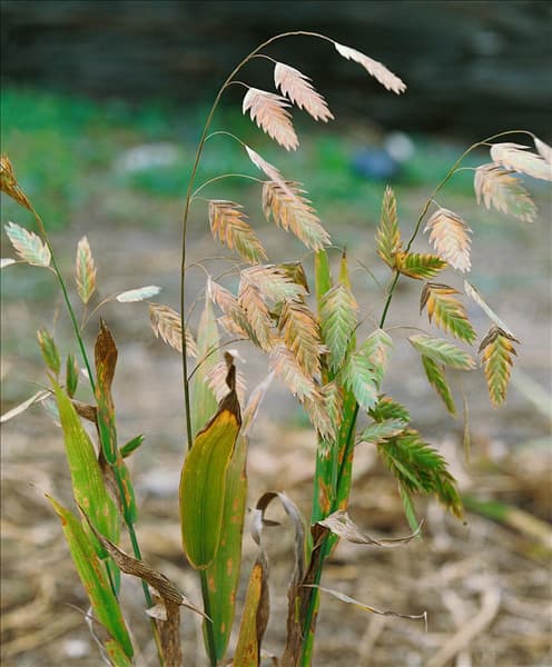 Chasmanthium latifolium