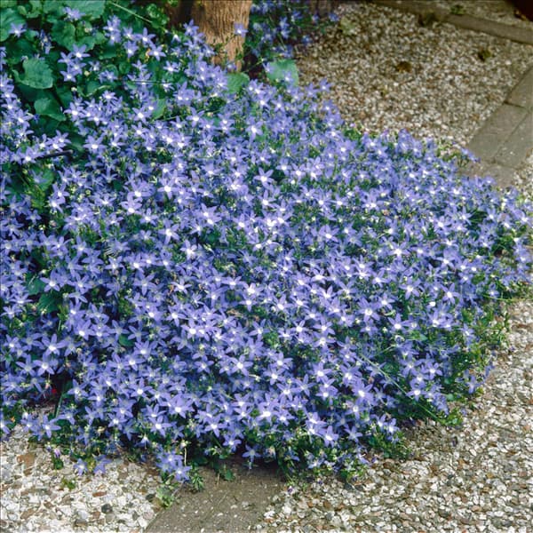 Campanula poscharskyana Blue Waterfall