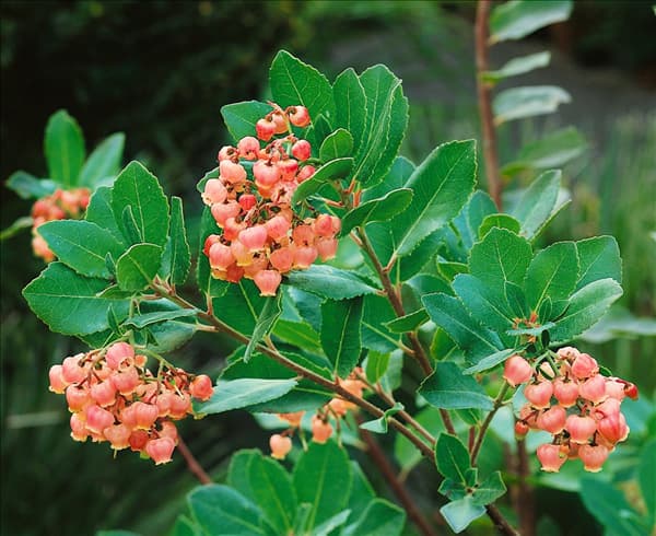 Arbutus unedo Rubra