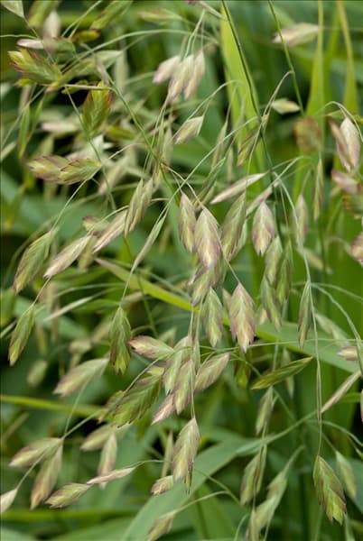Chasmanthium latifolium
