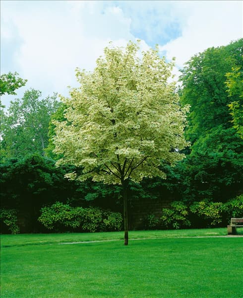 ACER PLATANOIDES DRUMMONDII