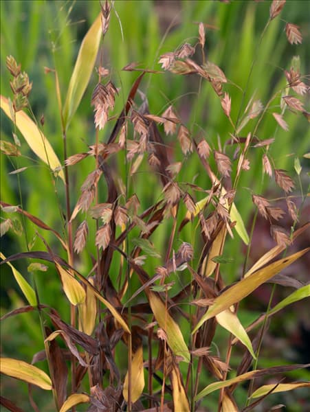 Chasmanthium latifolium