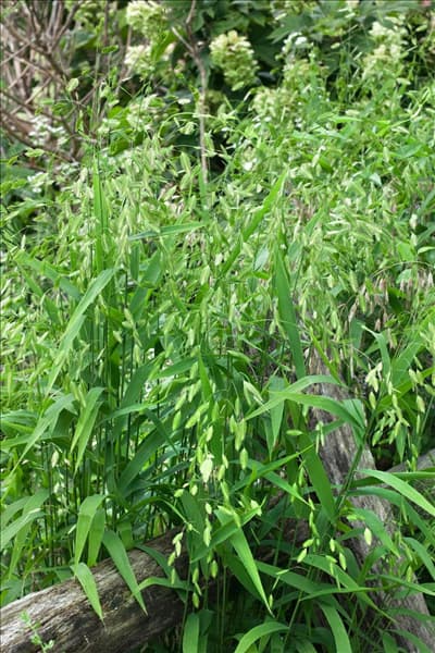 Chasmanthium latifolium