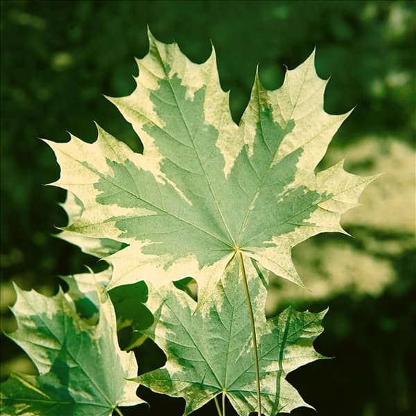 ACER PLATANOIDES DRUMMONDII / BLÄTTER