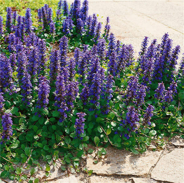 AJUGA REPTANS ATROPURPUREA