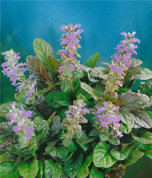 Ajuga reptans Atropurpurea