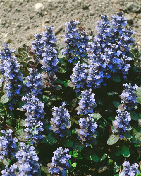AJUGA REPTANS ATROPURPUREA