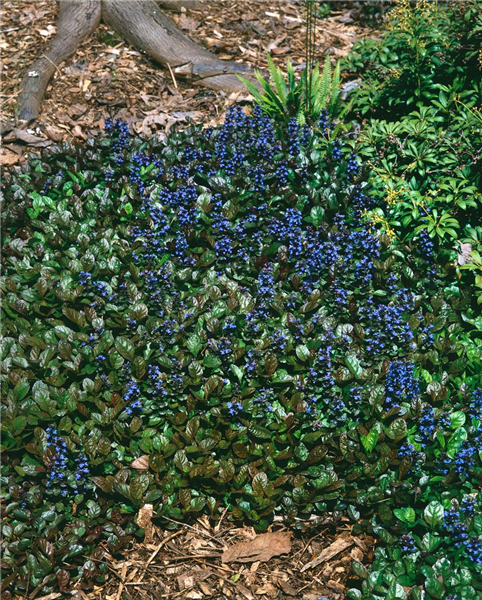 AJUGA REPTANS ATROPURPUREA