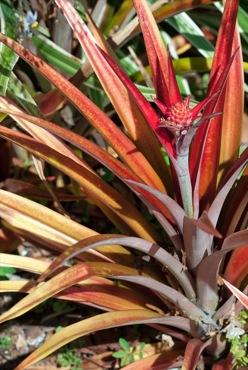 Ananas lucidus