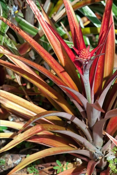 Ananas lucidus