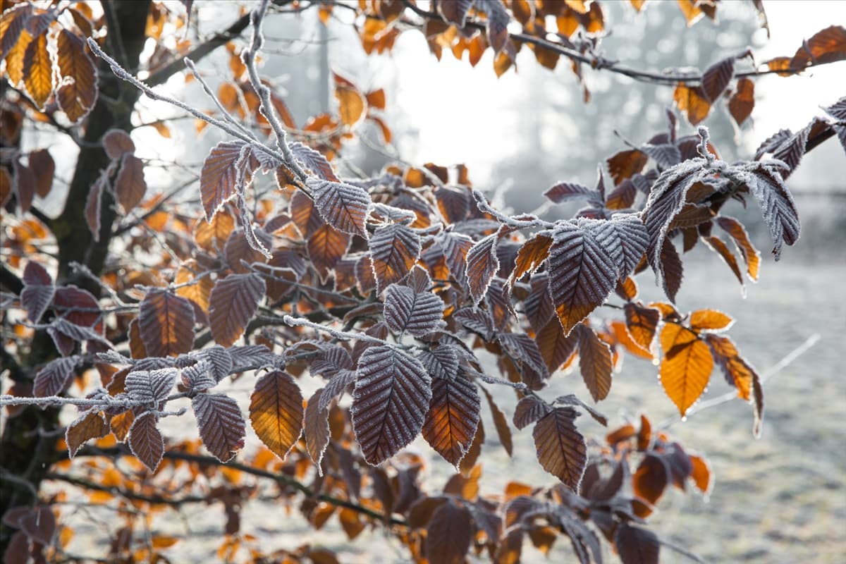 Carpinus betulus
