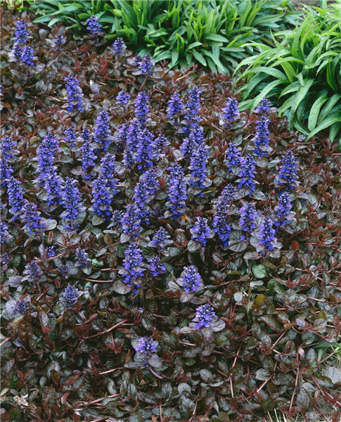 Ajuga reptans Atropurpurea