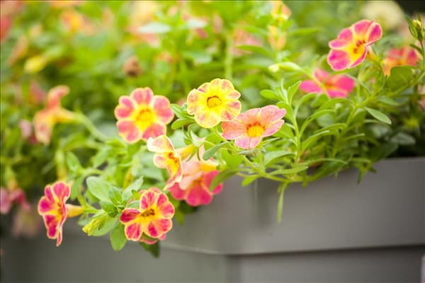 Calibrachoa