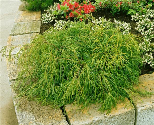 Chamaecyparis pisifera Filifera Nana