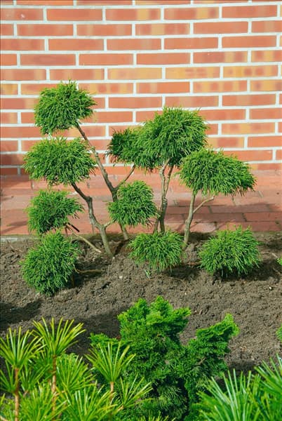 Chamaecyparis pisifera Filifera Nana