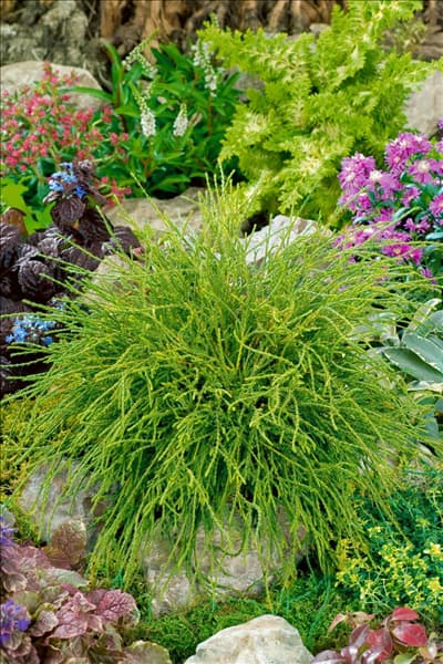 Chamaecyparis pisifera Filifera Nana