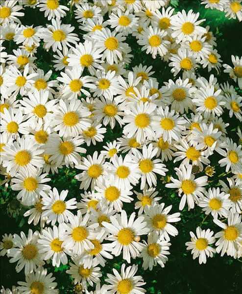 Arctanthemum arcticum Schwefelglanz