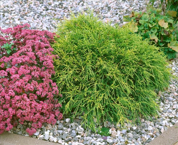 Chamaecyparis pisifera Filifera Nana