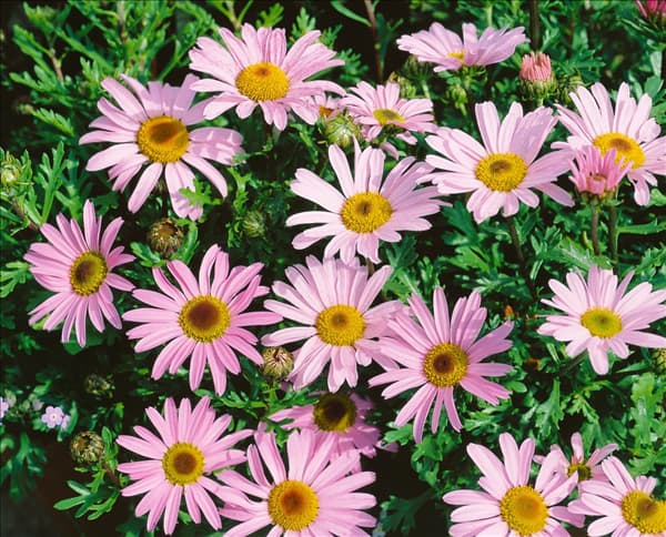 Arctanthemum arcticum rose