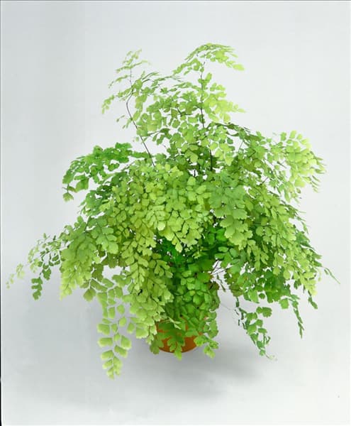 ADIANTUM FRAGRANS