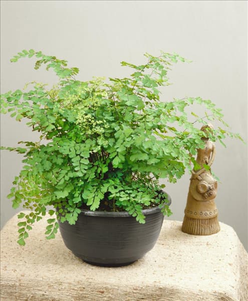 ADIANTUM FRAGRANS
