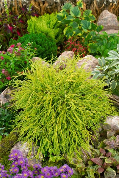 Chamaecyparis pisifera Filifera Nana