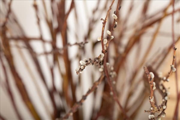 Salix sachalinensis