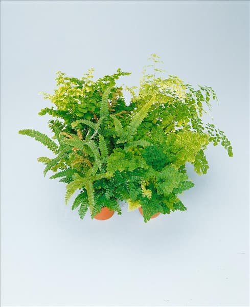 ADIANTUM FRAGRANS MIXED