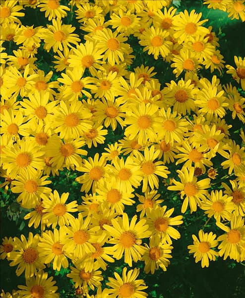 Arctanthemum arcticum gelb