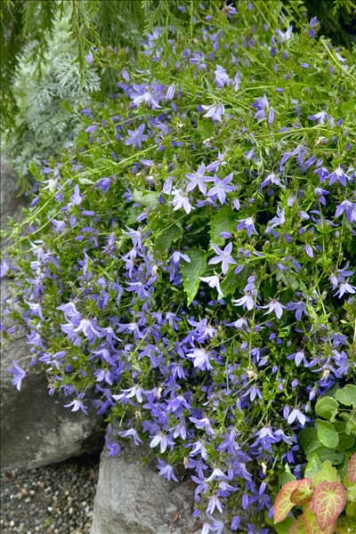 Campanula poscharskyana Blue Waterfall