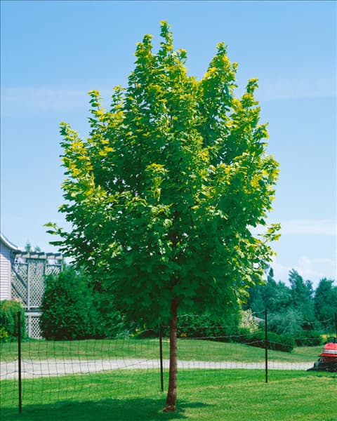 Acer platanoides 'Eurostar'(s)