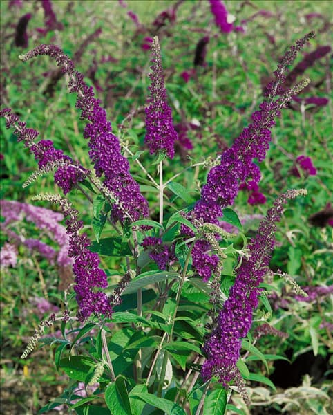 Buddleja davidii Empire Blue