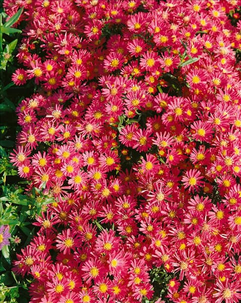 Arctanthemum arcticum Red Chimo