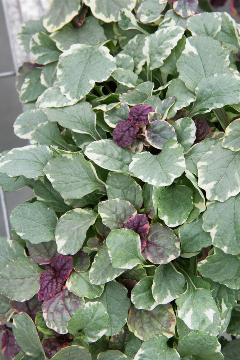 Ajuga reptans Burgundy Glow