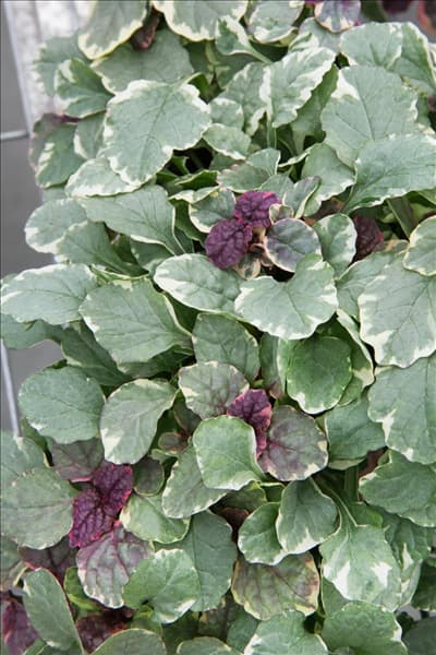 Ajuga reptans Burgundy Glow