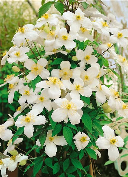 Clematis montana 'Superba'