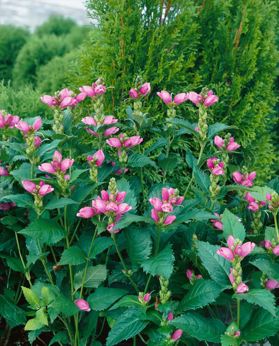 Chelone obliqua