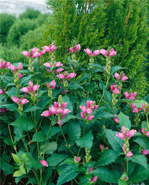 Chelone obliqua