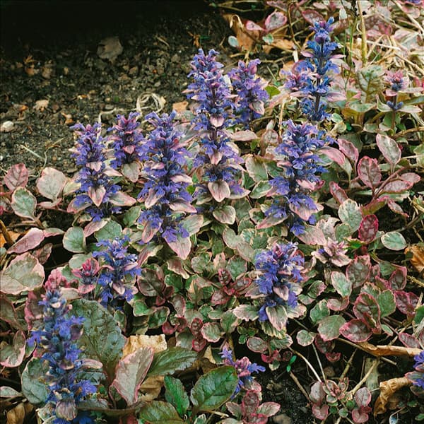 AJUGA REPTANS BURGUNDY GLOW