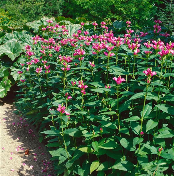 Chelone obliqua