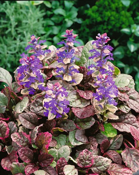 AJUGA REPTANS BURGUNDY GLOW