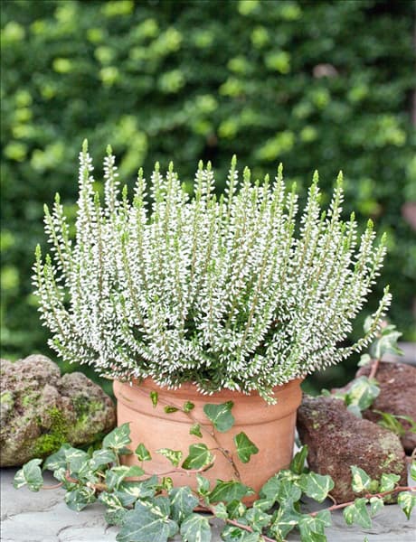 Calluna vulgaris Alicia