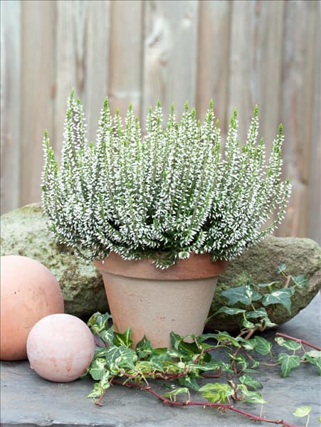 Calluna vulgaris Alicia