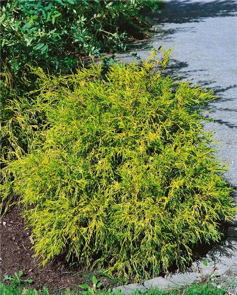 CHAMAECYPARIS PISIFERA GOLDEN MOP