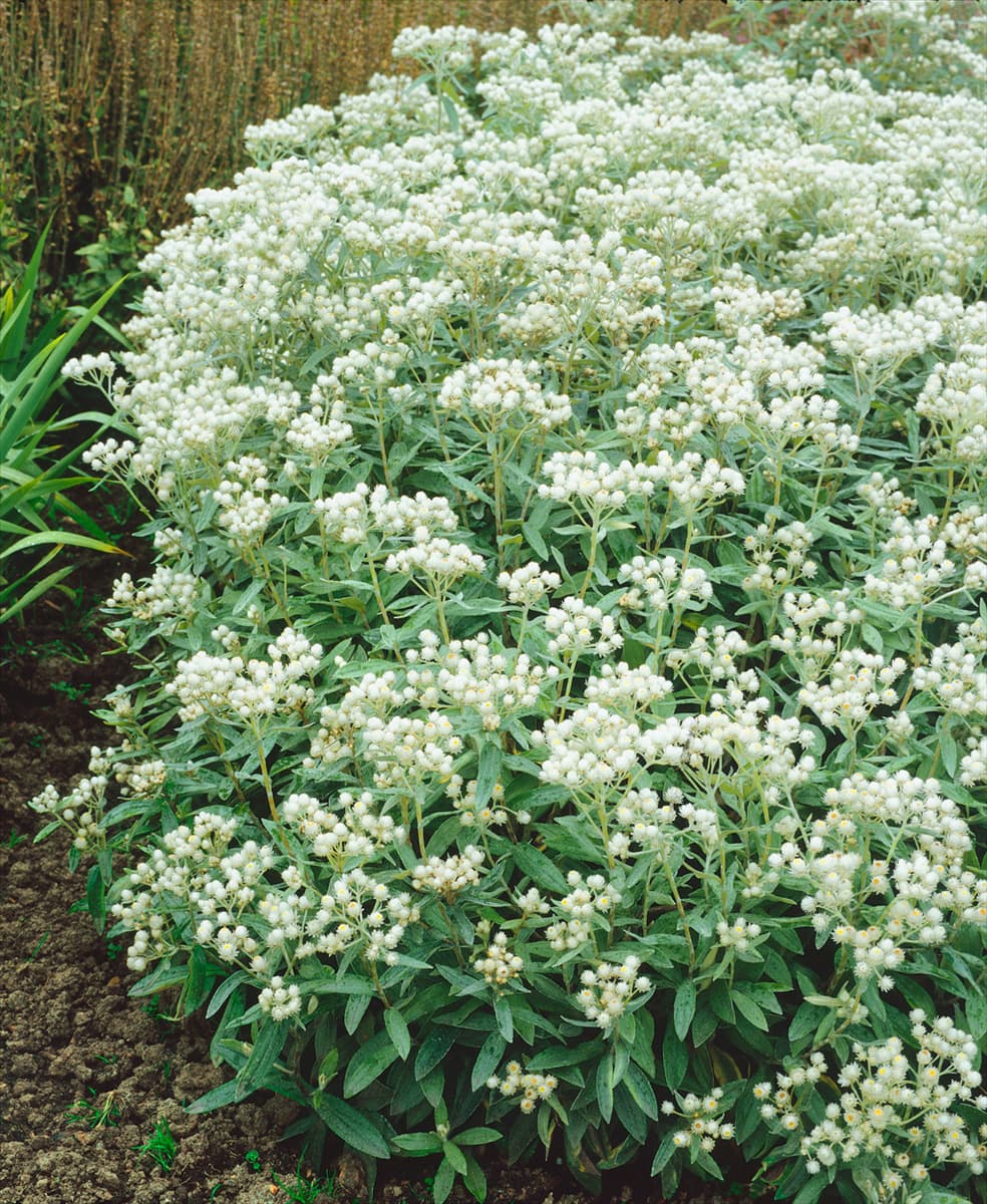 ANAPHALIS TRIPLINERVIS