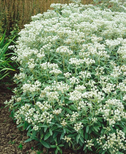 ANAPHALIS TRIPLINERVIS