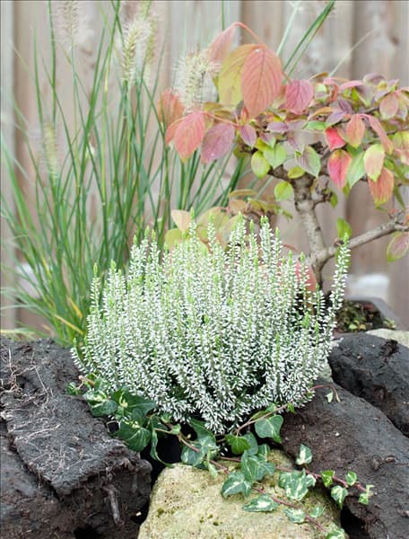 Calluna vulgaris Alicia